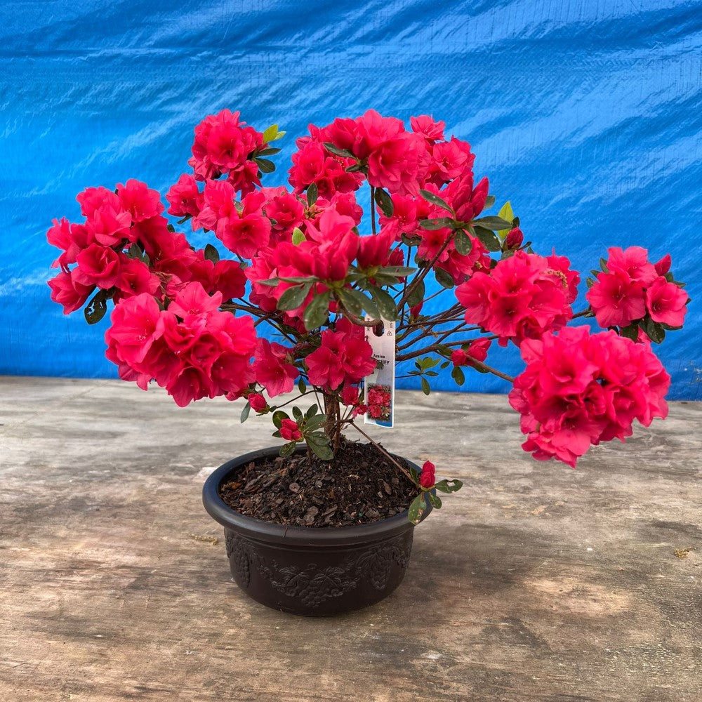 Hershey Red Azalea Bonsai (Live Plant) Indoor/Outdoor Plant