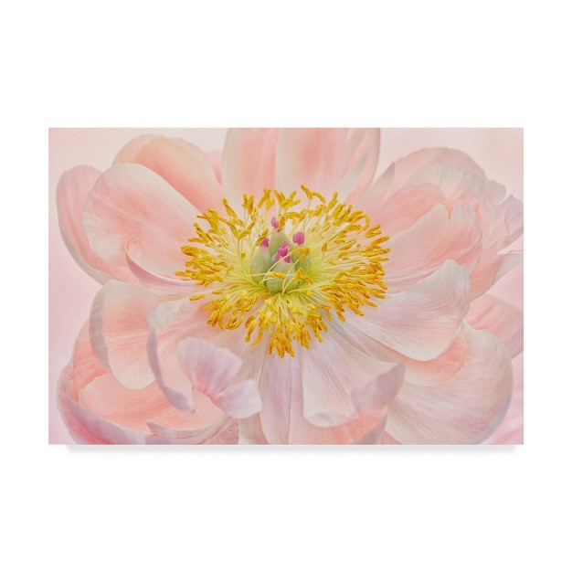 X 32 quot Salmon Pink Peony By Cora Niele Trademark Fine Art