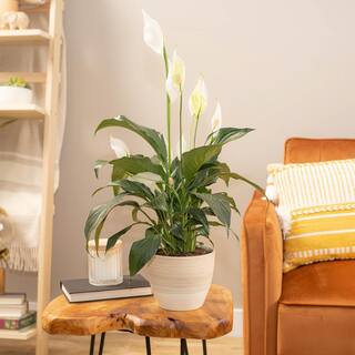 Costa Farms Spathiphyllum Peace Lily Indoor Plant in 6 in. Grower Pot Avg. Shipping Height 1-2 ft. Tall 6SPATH