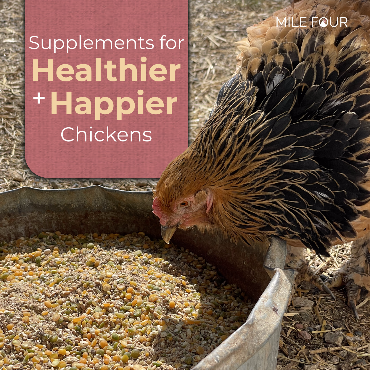 Mile Four | Grit for Healthy Chickens | 100% US Mined Quartzite， Mineral Grit | Organic， Natural Crushed Grit Quartzite， Mineral Grit | Healthier Chickens | 4 lbs.