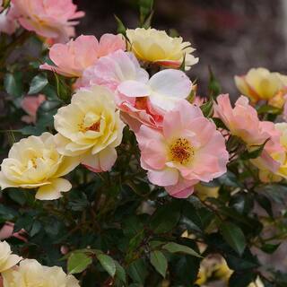 PROVEN WINNERS 2 Gal. Oso Easy Italian Ice Rose Plant with Soft Yellow and Pink Flowers 16884