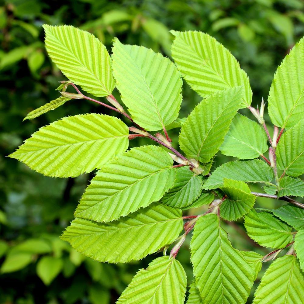 Princeton American Elm Tree