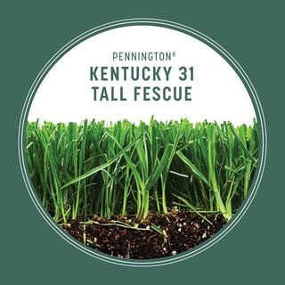 Pennington Kentucky 31 40 lbs. Tall Fescue Penkoted Grass Seed 100537715