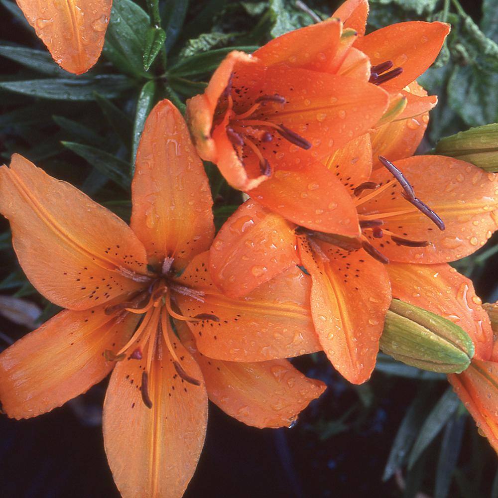 Vigoro 2 QT Lily 'Tiny Double Dutch' Orange Perennial Plant 1007426850