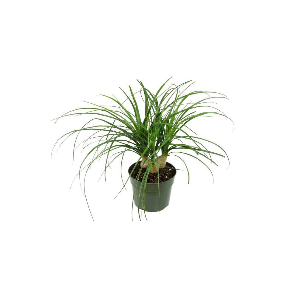 national PLANT NETWORK 5.5 in. Cottage Hill Ponytail Palm Plant in Pot HD1005