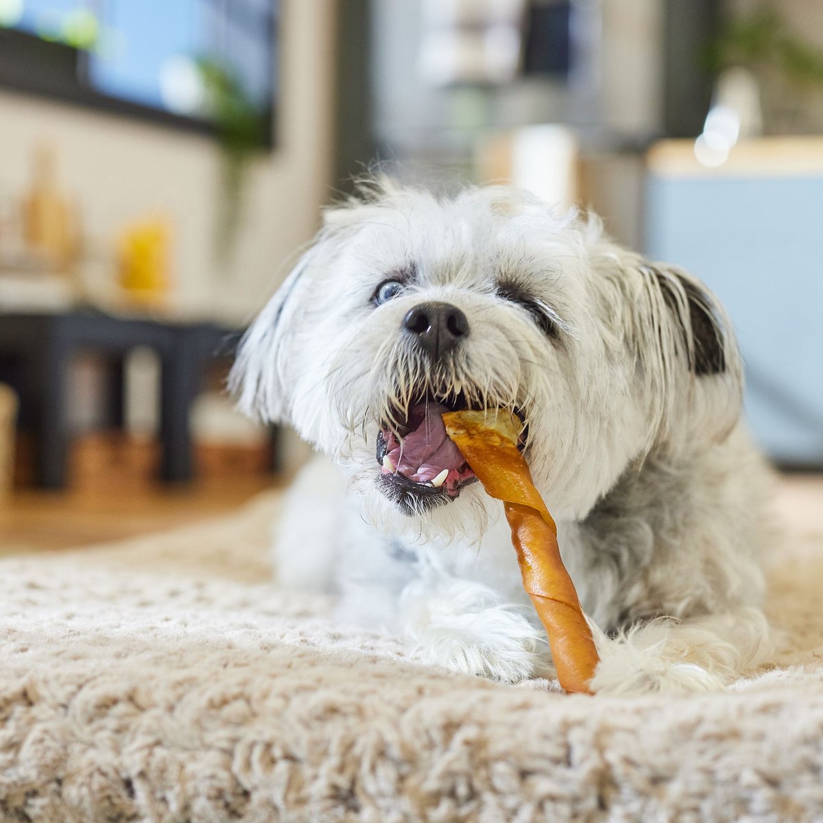 Premium Pork Chomps Roasted Twists Dog Treats