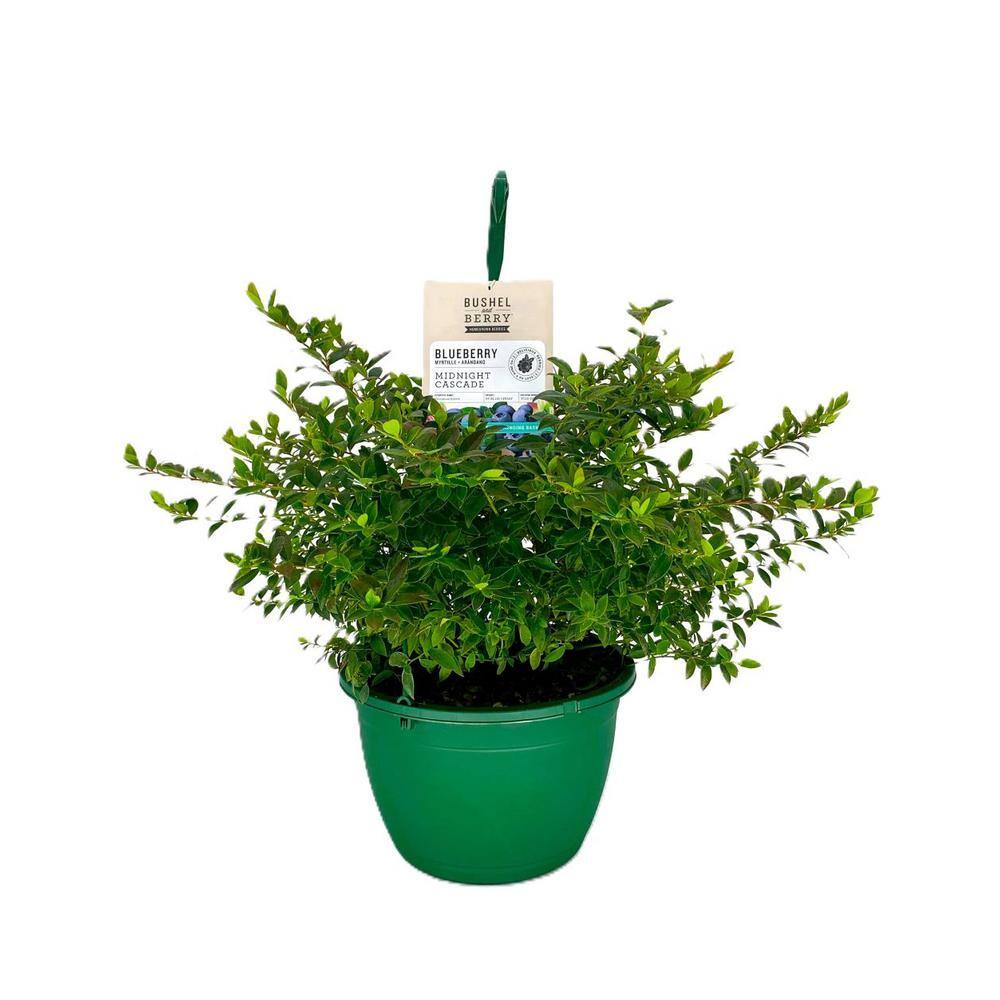 BUSHEL AND BERRY 10 in. Bushel and Berry Midnight Cascade Fruit Bearing Potted Blueberry Plant in Hanging Basket O8913H1