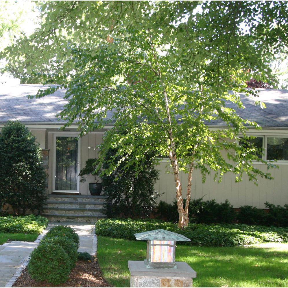 Online Orchards 3 ft. River Birch Tree SHBR003