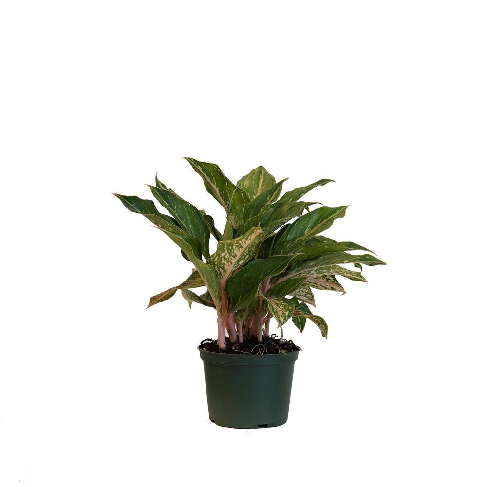 United Nursery Aglaonema Sparkling Sarah Live Indoor Outdoor Houseplant in 6 inch Grower Pot 27261