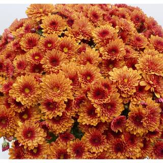 BELL NURSERY 3 Qt. Orange Chrysanthemum Annual Live Plant with Orange Flowers in 8 in. Grower Pot (2-Pack) CHMUM8ORG2PK