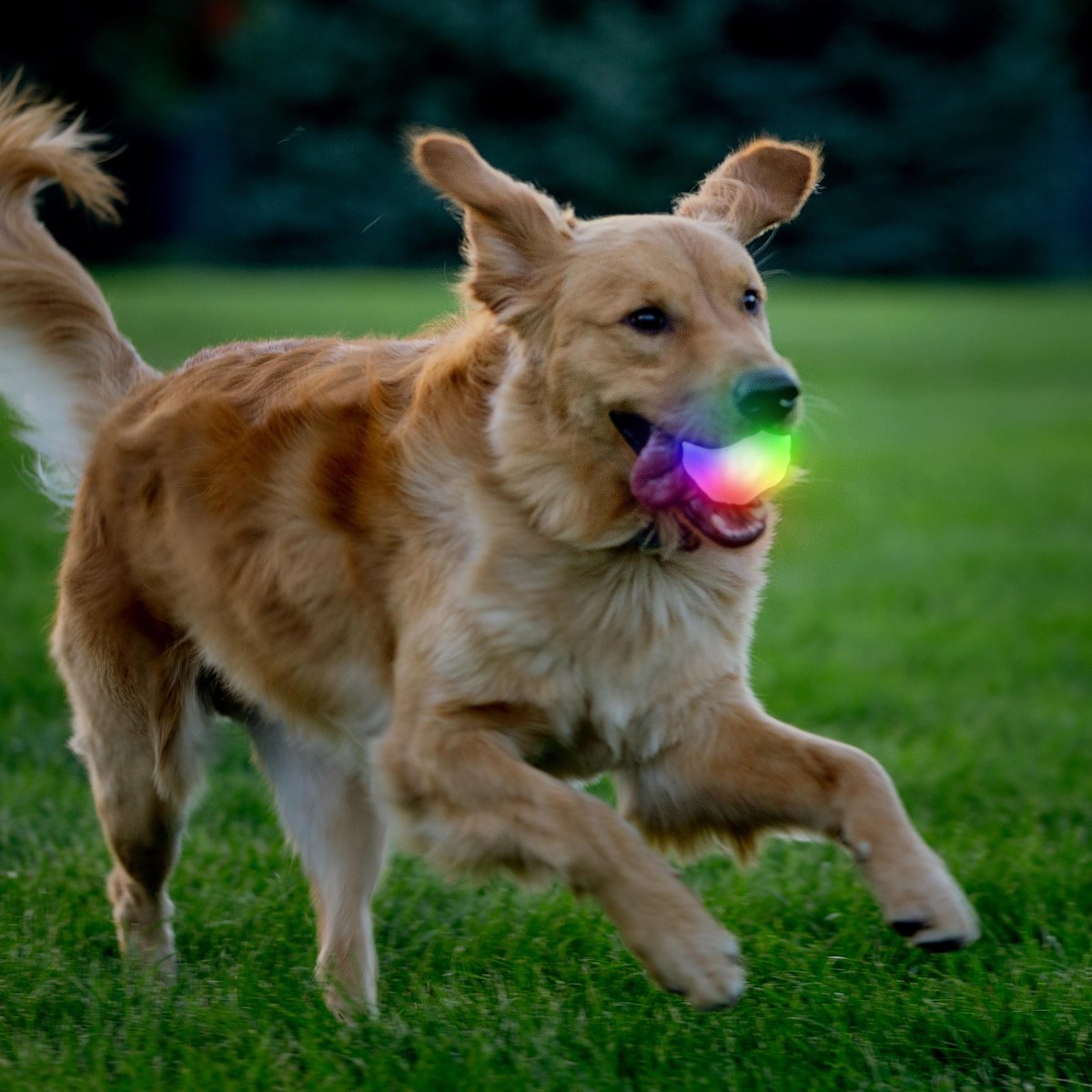 Nite Ize GlowStreak Wild LED Ball-Disc-O Dog Toy