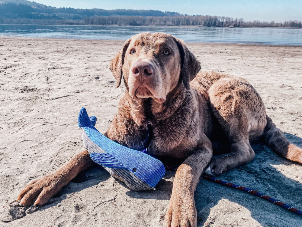 Tall Tails Whale Squeaker Toy for Dogs