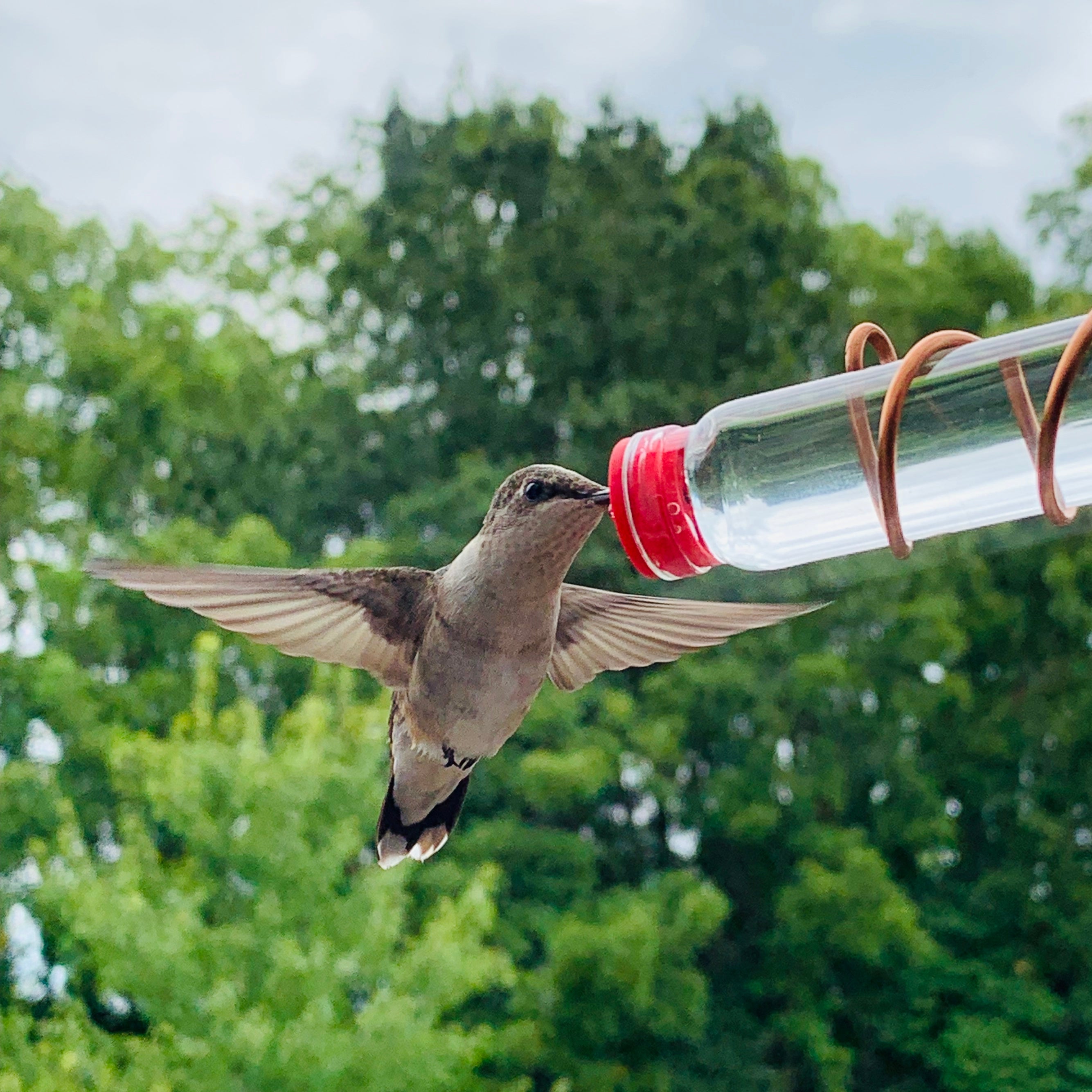 Geometric Window Hummingbird Feeder