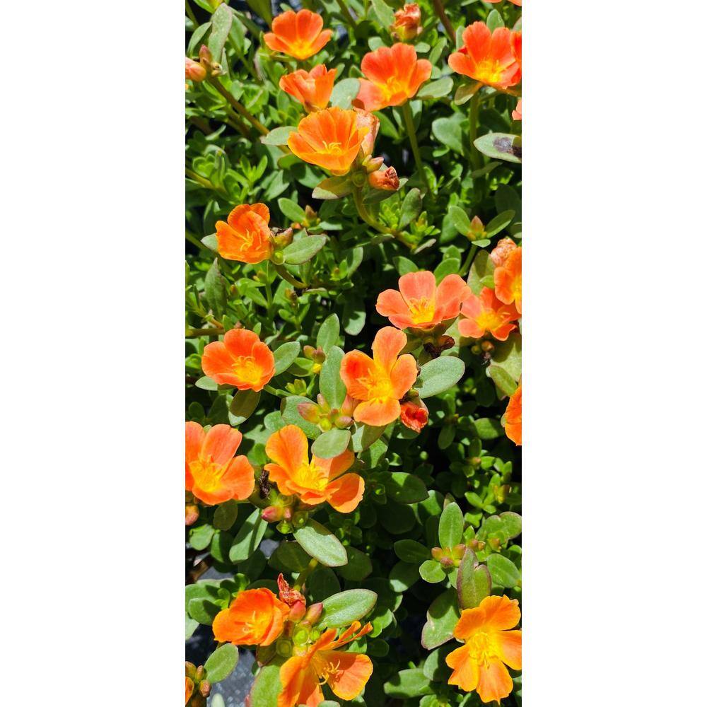 Vigoro 1.8 Gal. Purslane Plant Orange Flowers in 11 In. Hanging Basket DC11HBPURSORA