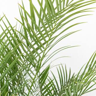 United Nursery Miniature Date Palm Live Phoenix Roebelenii Plant 22 in. to 26 in. Tall in 9.25 in. Grower Pot 79061