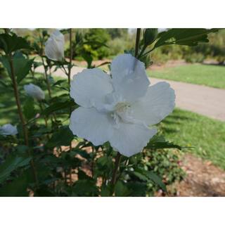 PROVEN WINNERS 1 Gal. White Pillar Rose of Sharon (Hibiscus) Live Shrub with White Flowers HIBPRC2416101