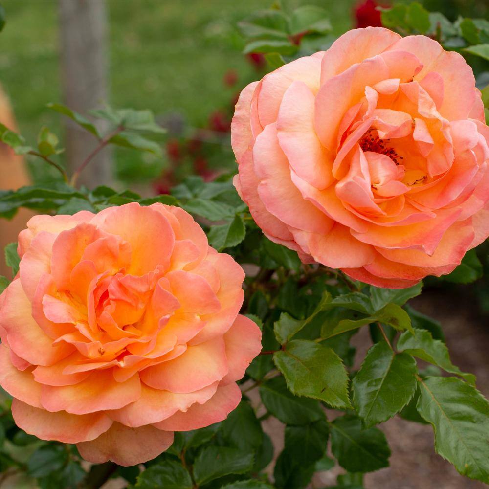 MY CLIMBING 3 Gal. Tangerine Skies Climing Rose with Dark Coral-Orange Flowers 17572