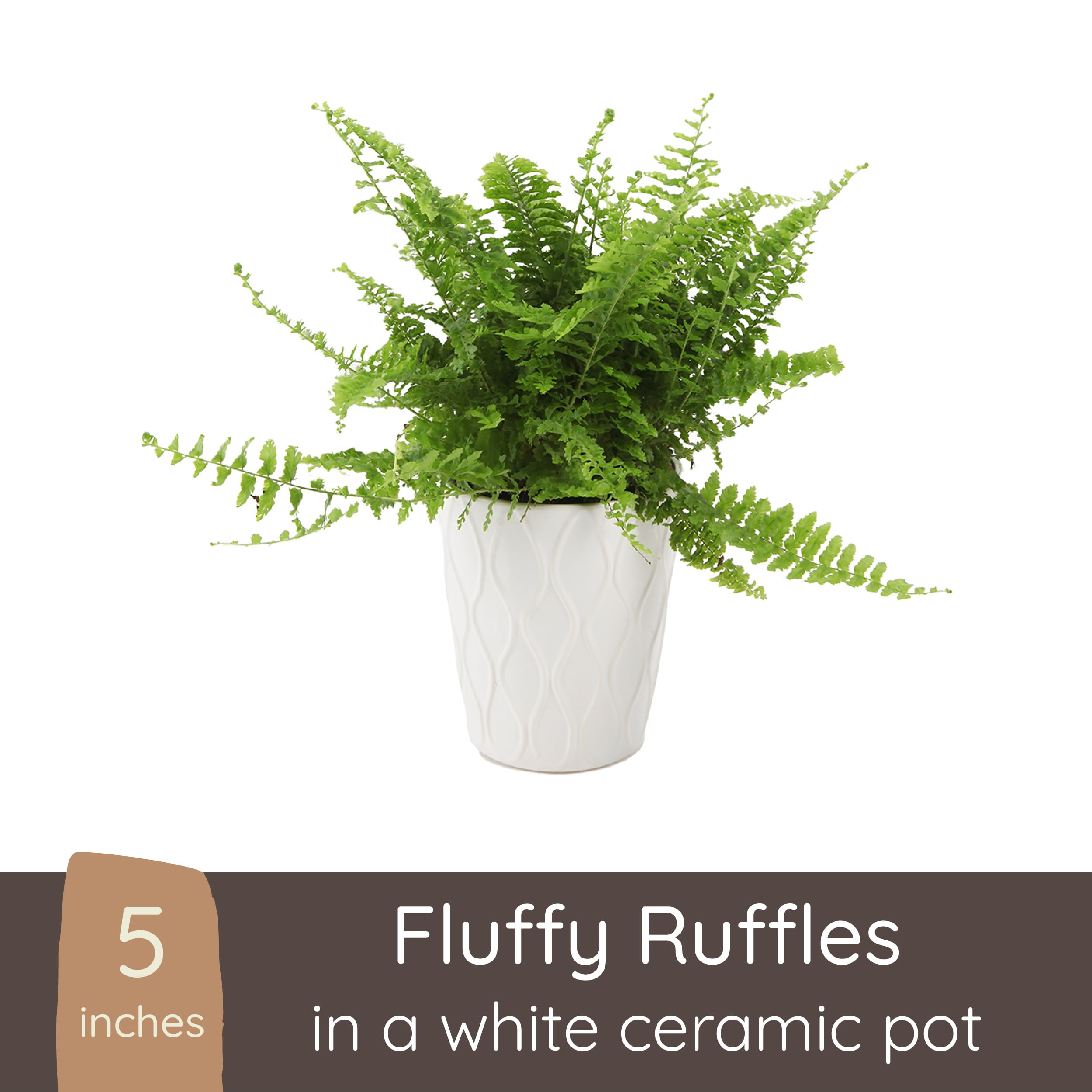 Wild Interiors Fluffy Ruffles Fern Plant， 8-12” Tall， 5” Ceramic Pot