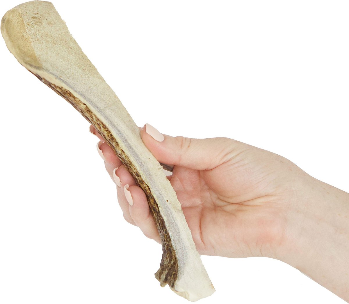 Prairie Dog Split Moose Antler Dog Chews， 8 - 9.5 inch