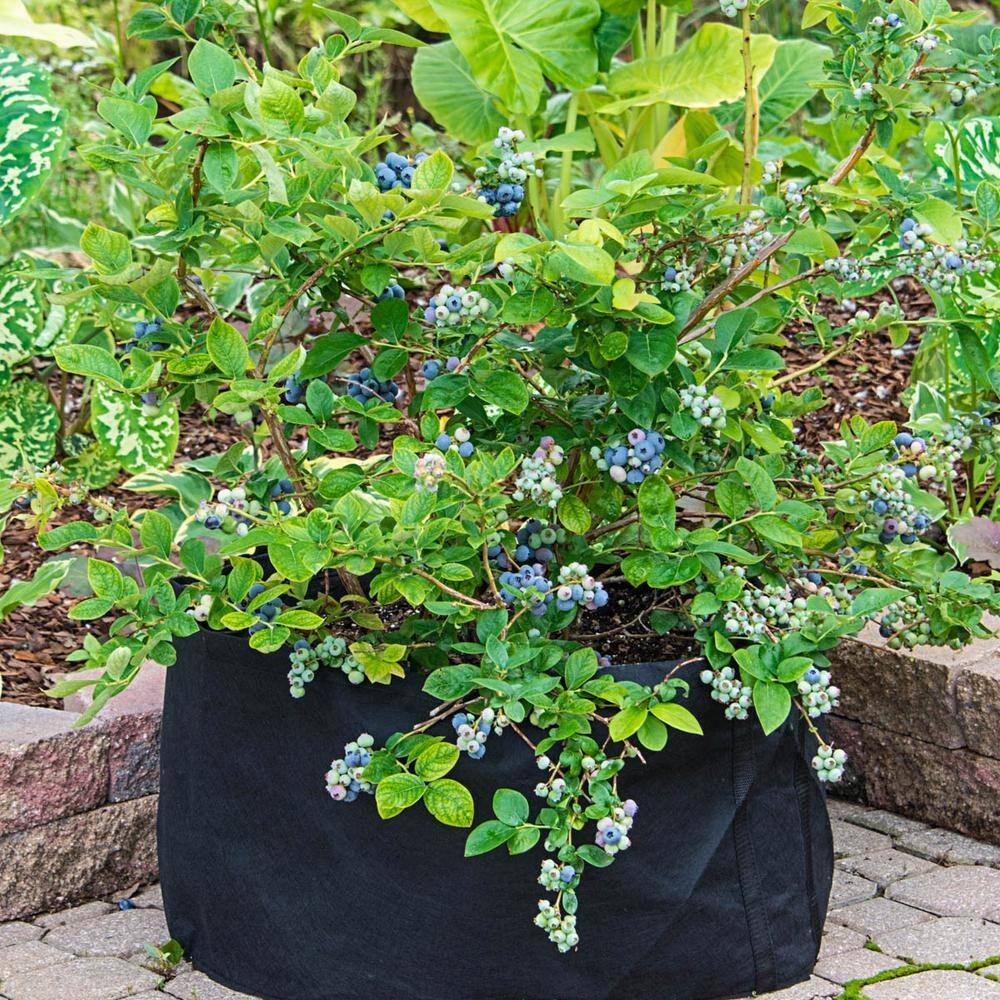 Gurney's 2.25 Gal. Pot Ka-Bluey Blueberry Bush Live Deciduous Fruit Bearing Plant (1-Pack) 88764