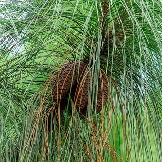 FLOWERWOOD 2.5 Gal - Longleaf Pine Evergreen Tree 47373FL