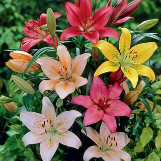 VAN ZYVERDEN Lilies Dutch Asiatic Mixture Bulbs (Pack of 7) 11352