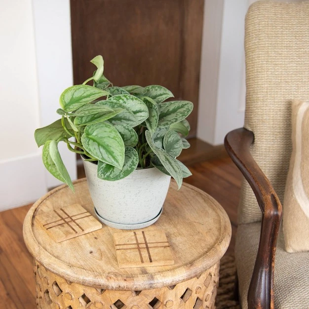 Silver Satin Pothos - National Plant Network