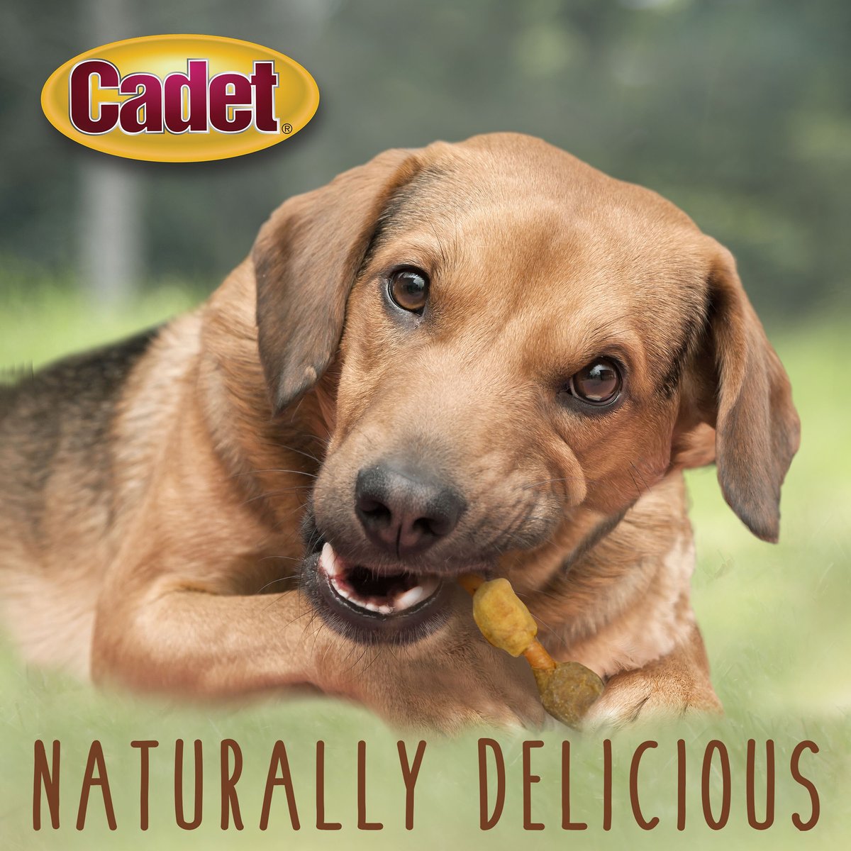 Cadet Gourmet Pork Hide Shish Kabob Dog Treats， 5-in