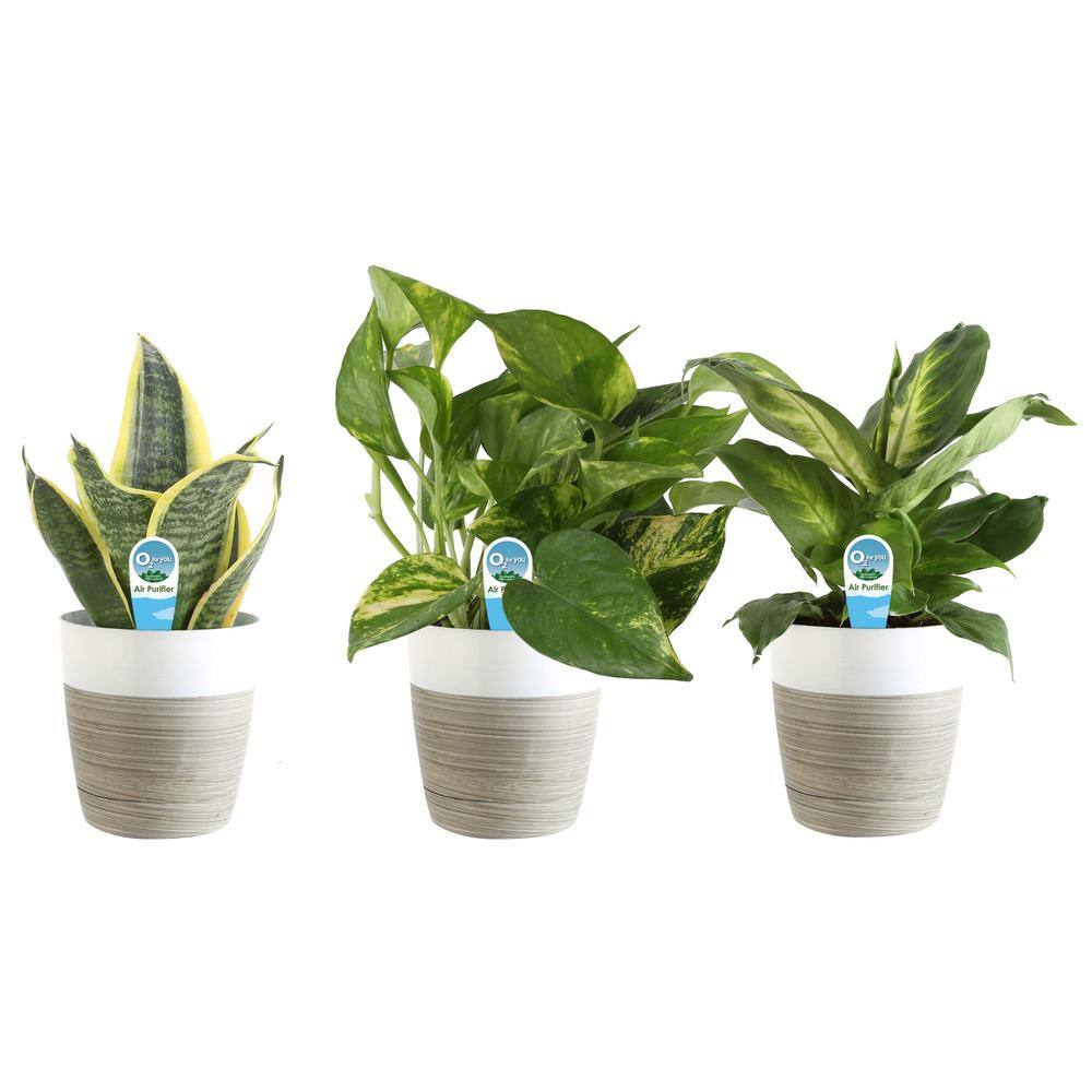 Costa Farms O2 for You Indoor Houseplant Collection in 4 in. Decor Pot Avg. Shipping Height 10 in. Tall (3-Pack) CO.O2FUBAM