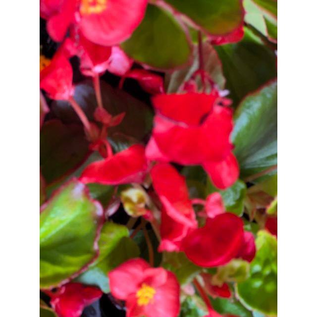 Pure Beauty Farms 1.38 Pt. Begonia Green Leaf Scarlet Flower in 4.5 in. Grower's Pot (4-Plants) DC45BEGGLS4