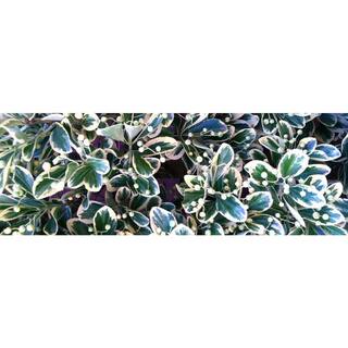 Online Orchards 1 Gal. Silver King Euonymus Shrub Evergreen Leaves with Silvery White Edges SBEU003