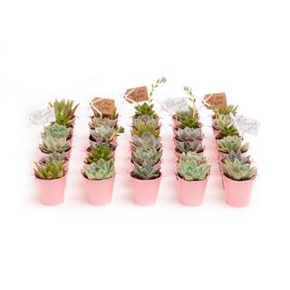 The Succulent Source 2 in. Wedding Event Rosette Succulents Plant with Pink Metal Pails and Let Love Grow Tags (60-Pack) 2-R-P-LLG-60