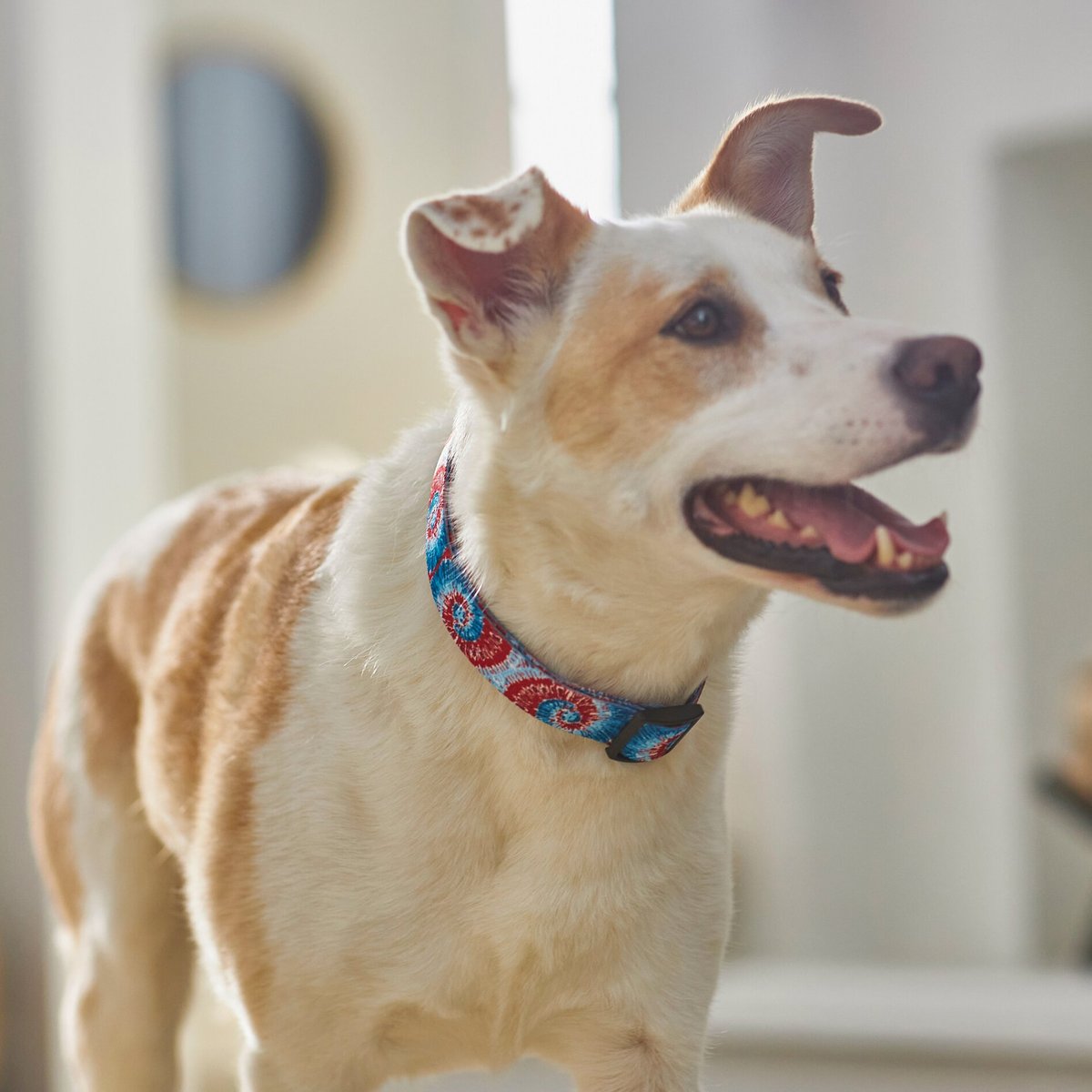 Frisco Blue Tye Dye Dog Collar