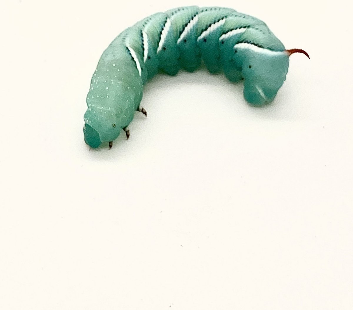 Phat Jack Farms Live Hornworms Reptile Treats， Small， 1-cup