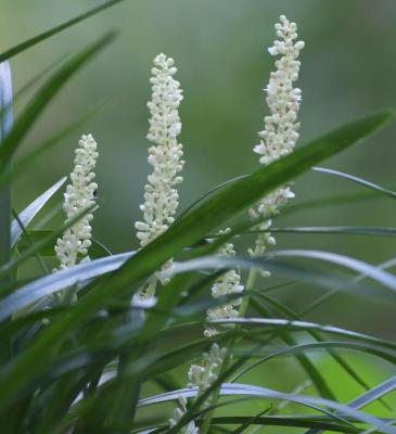 Classy Groundcovers - Liriope muscari 'Monroe White' Liriope muscari 'Monroe's #1' {25 Pots - 3 1/2 inch Square}