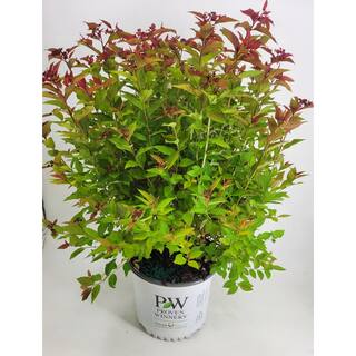 PROVEN WINNERS 2 Gal. Double Play Doozie Spirea Flowering Live Shrub with Deep Red Flowers PWSPA2DPY1PK