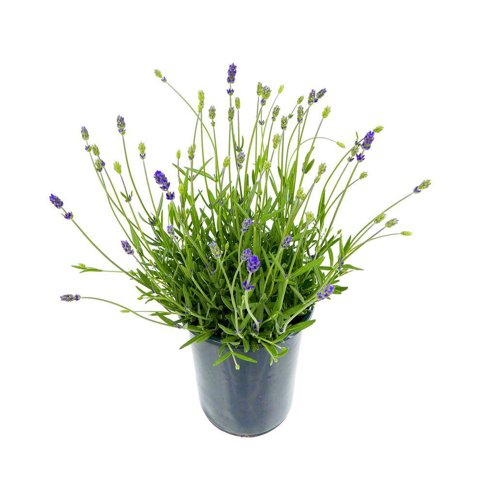 2.5 Qt. English Blue Perennial Lavender Angustifolia (2-Pack) 1083