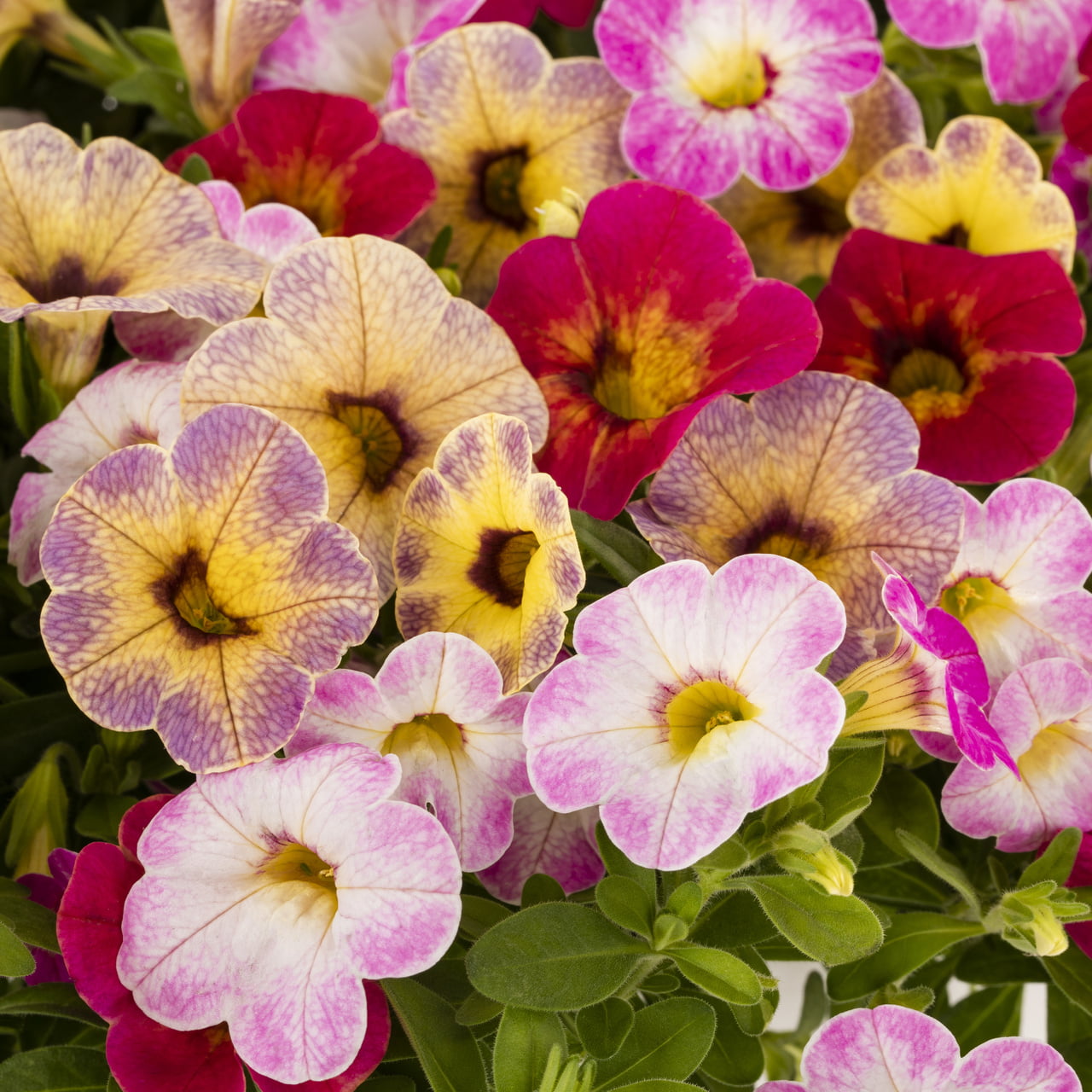 The Pioneer Woman 3QT Multicolor Calibrachoa Annual Live Plant 2-Count with Decorative Pot