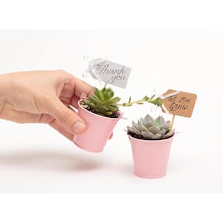 The Succulent Source 2 in. Wedding Event Rosette Succulents Plant with Pink Metal Pails and Thank You Tags (60-Pack) 2-R-P-TY-60