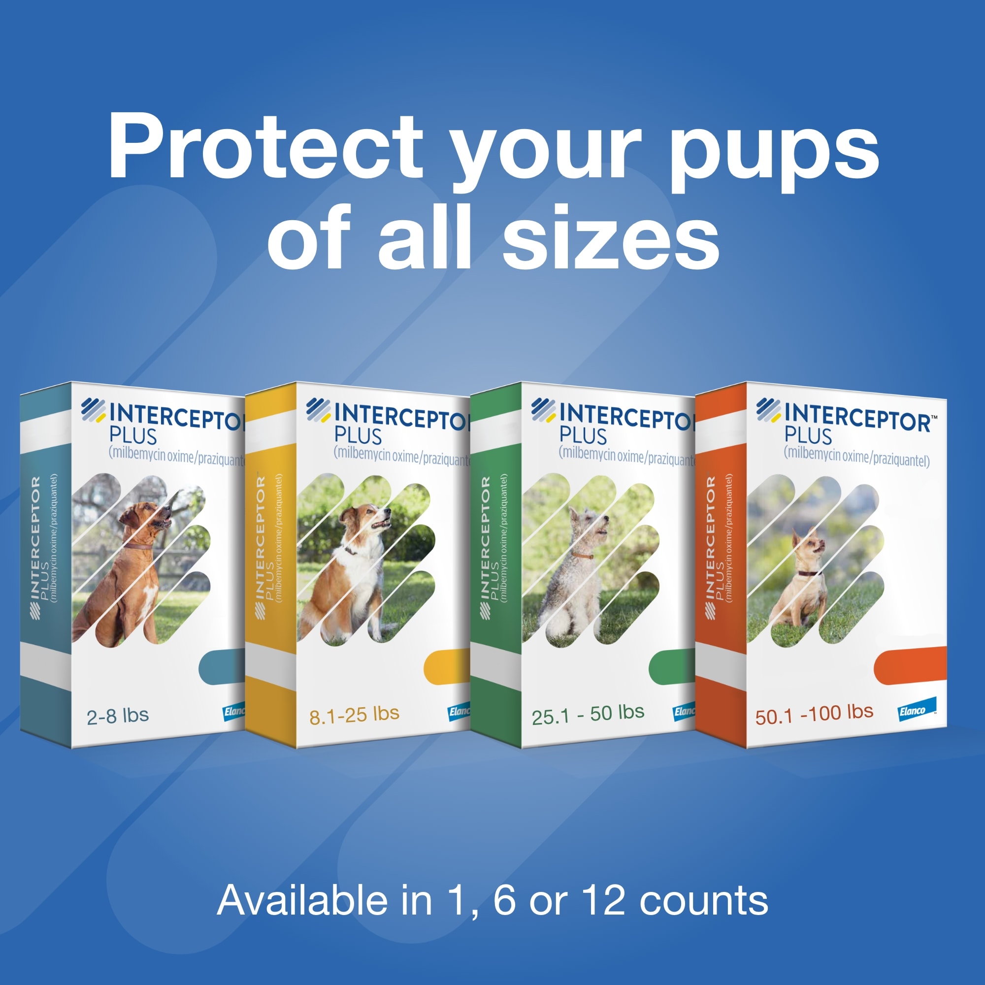 Interceptor Plus Chewables for Dogs 25 to 50 lbs， 6 Month Supply