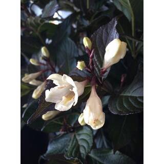 BLOOMIN' EASY 2 Gal. Tuxedo Weigela Live Shrub Pure White Flowers DGWE6095