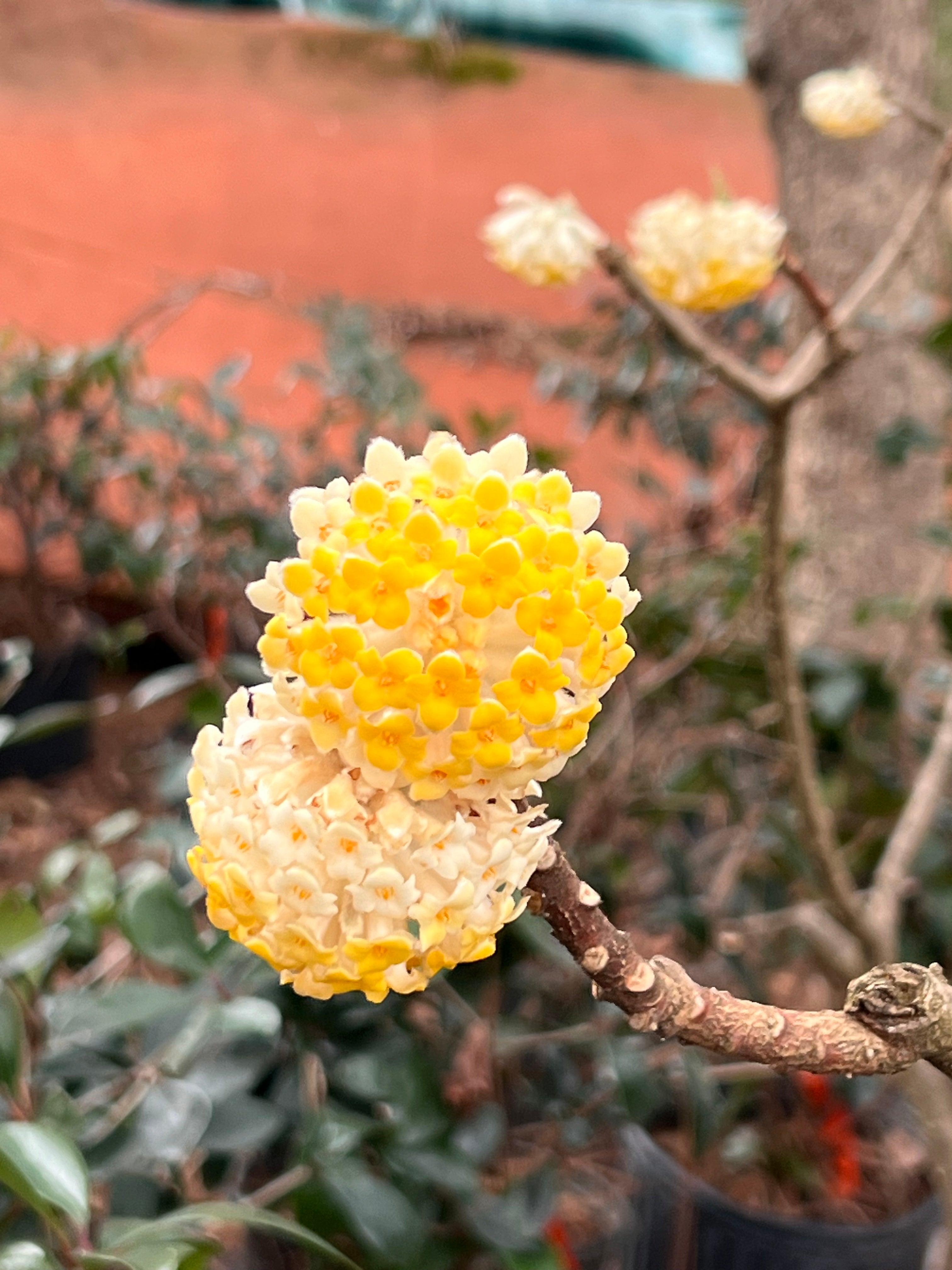 Edgeworthia- Extremely Fragrant, Winter blooming