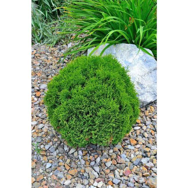 BELL NURSERY 3 Gal. Lyonsville Arborvitae (Thuja occidentalis) Live Evergreen Shrub THUJA3LIN1PK
