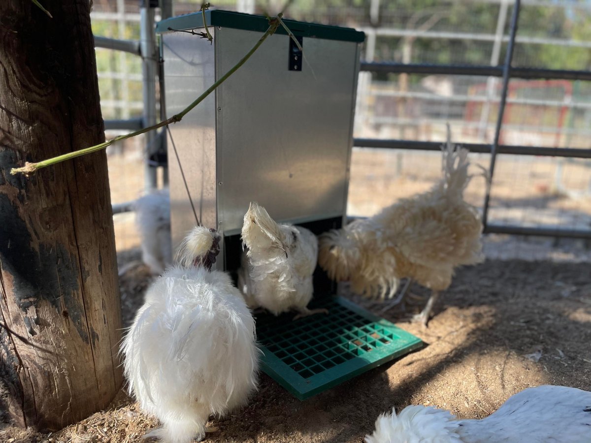 My Favorite Chicken Feedomatic Automatic Chicken and Duck Treadle Feeder