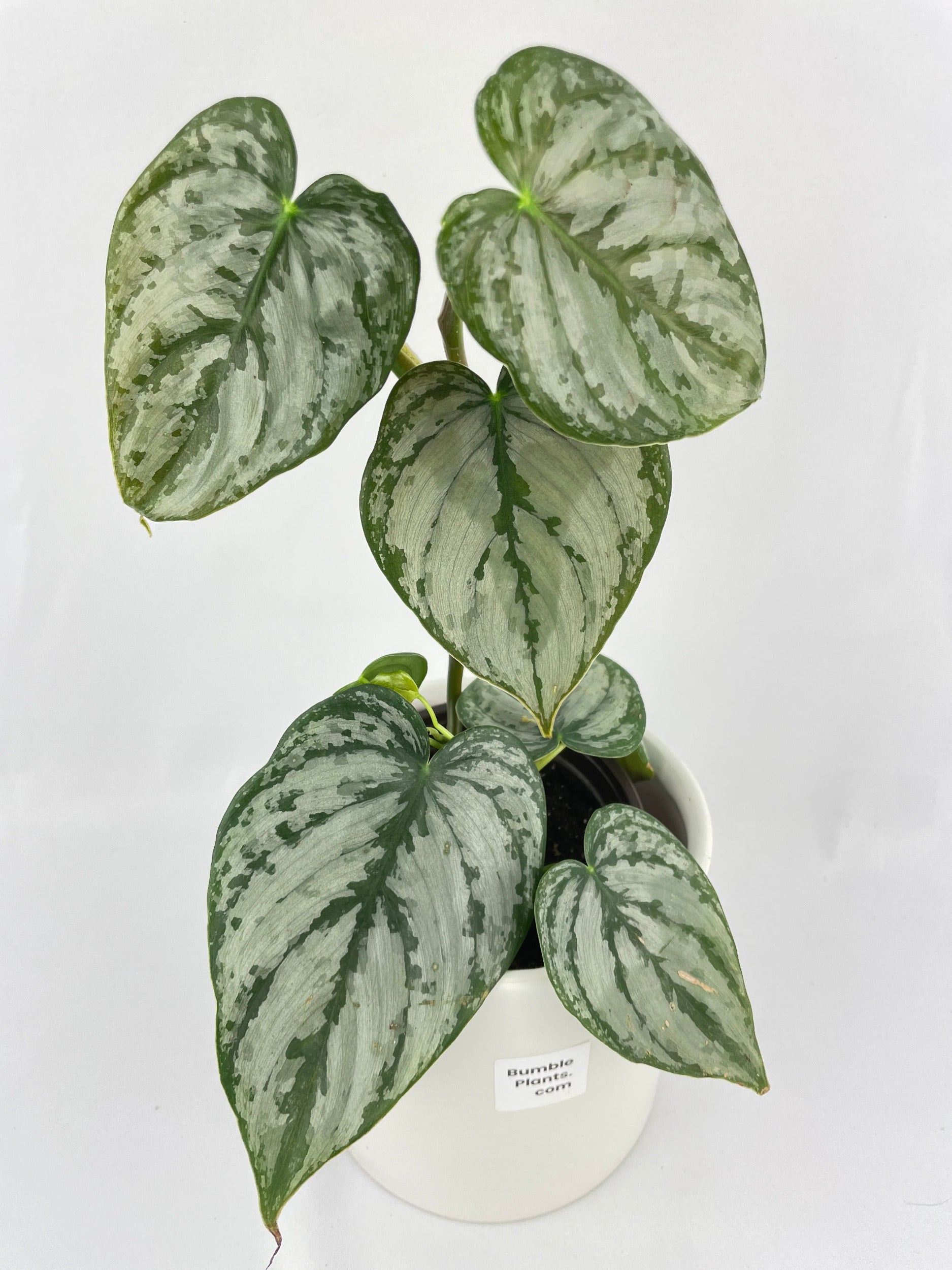 Philodendron Brandtianum Silver Leaf