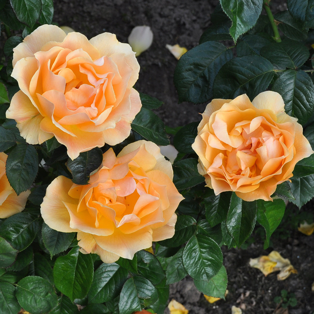 Heirloom Roses Yellow Rose Bush - Easy Going™ Shrub Rose - Live Plants For Outdoors