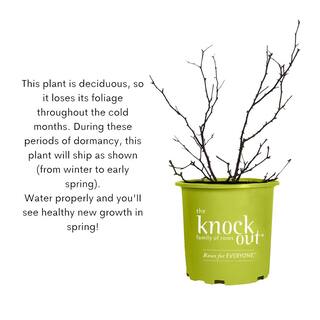 KNOCK OUT 1 Gal. White Knock Out Rose Bush with White Flowers 13170