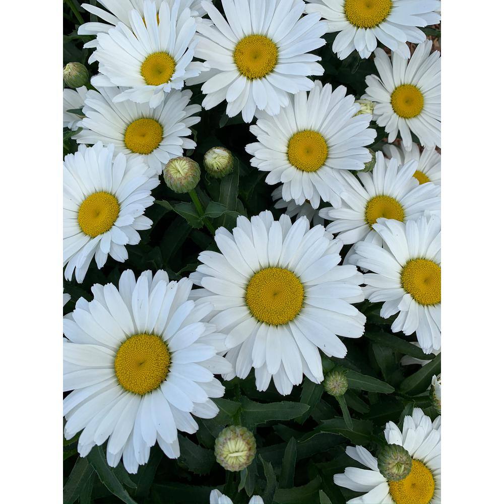 METROLINA GREENHOUSES 2.5 qt. Leucanthemum White Mountain Perennial Plant 54442