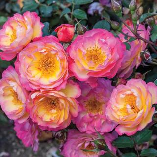 Spring Hill Nurseries Watercolors Home Run Shrub Rose Dormant Bare Root Plant with Multi-Color Flowers (1-Pack) 86135