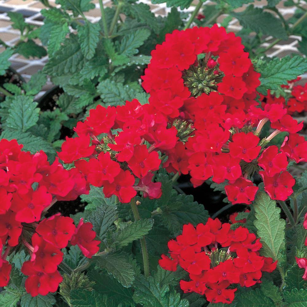 2 Gal. EnduroScape Red Verbena Plant 70635